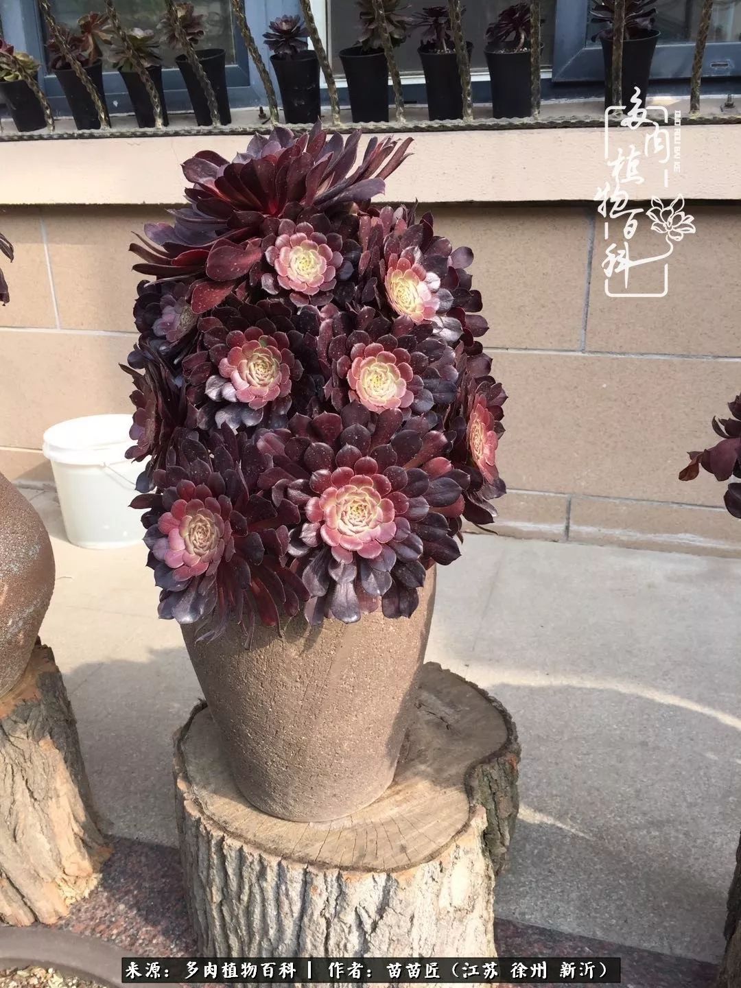 多肉之江湖：众肉友们，修仙渡劫几何了？