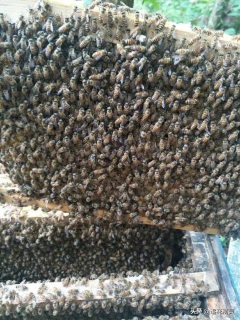 蜂不强，蜂王多，想要分蜂增加蜂群，能行吗？该怎么做？