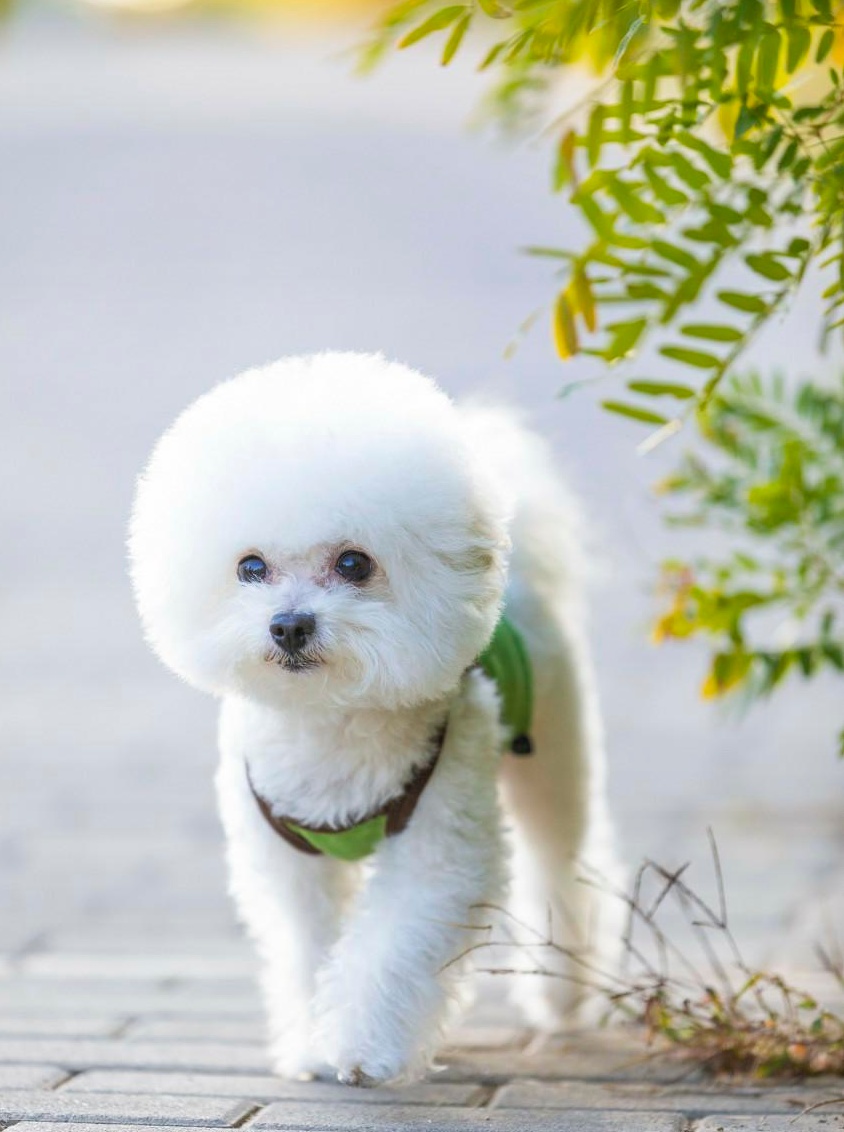 比熊犬好养活吗知乎,比熊犬好饲养吗知乎