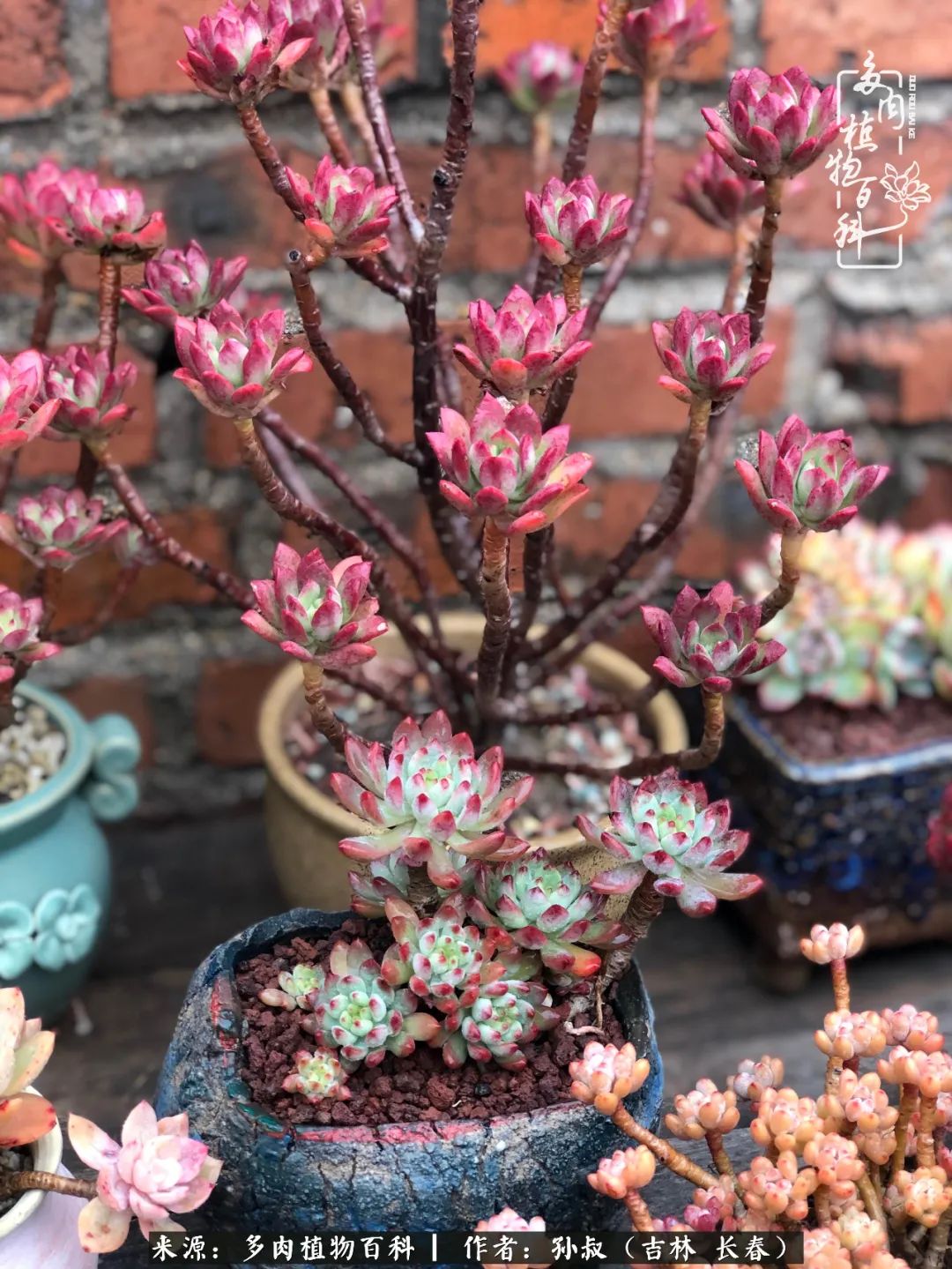 与多肉一起成长,与多肉相伴