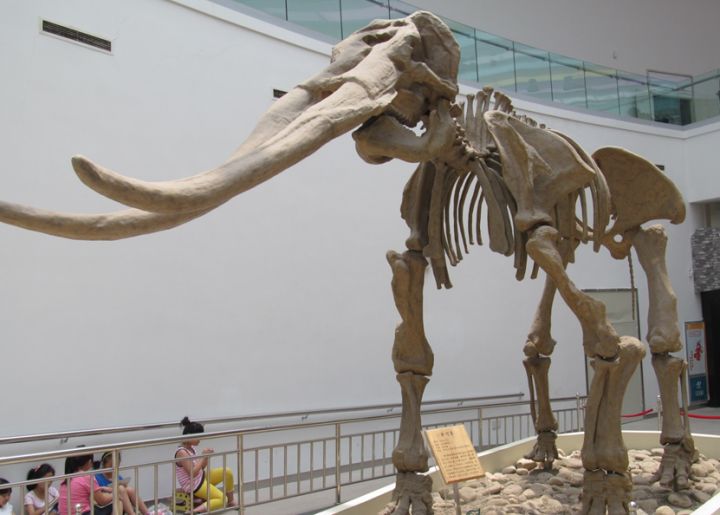 象牙进化历史,象牙是如何进化的