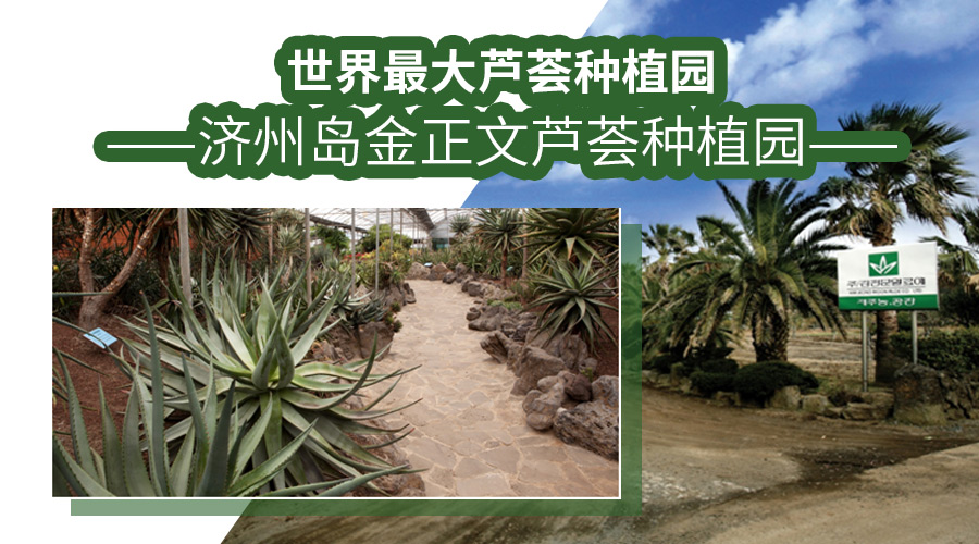 韩国家庭购物热门商品“金正文芦荟霜”