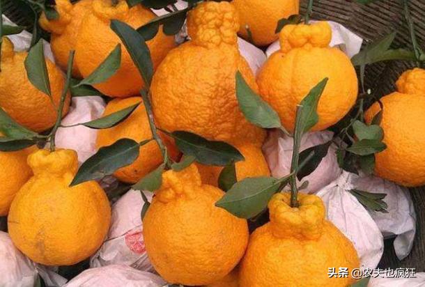 名字很俗气，因丑而走红，亩产4000斤，市场10元1斤，现在正上市