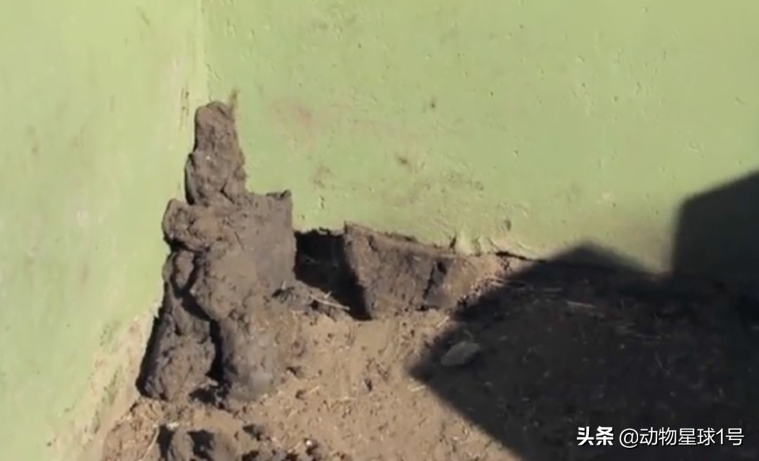 平头哥蜜獾照片,蜜獾平头哥动物科普