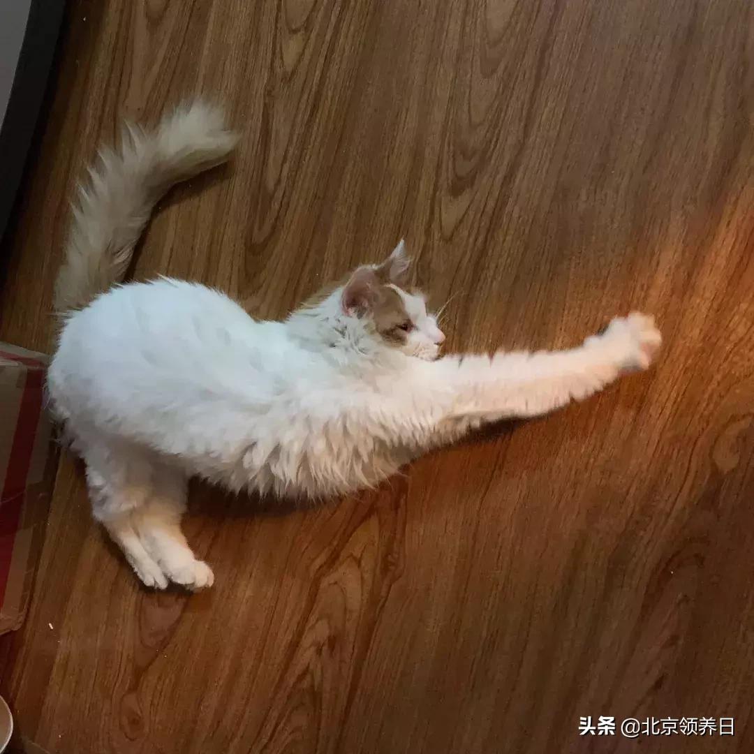 #领养代替购买#给它们一个家|线上宠物领养日,20190608加场