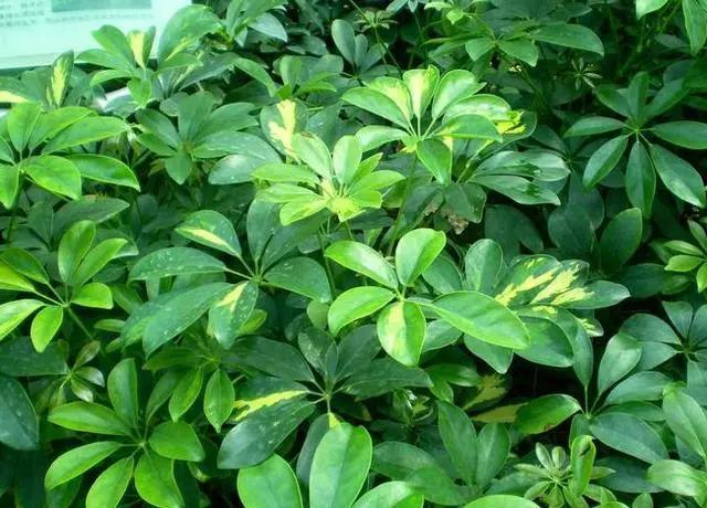 花盆起虫子用什么灭虫子,怎样杀死花盆里面的小飞虫