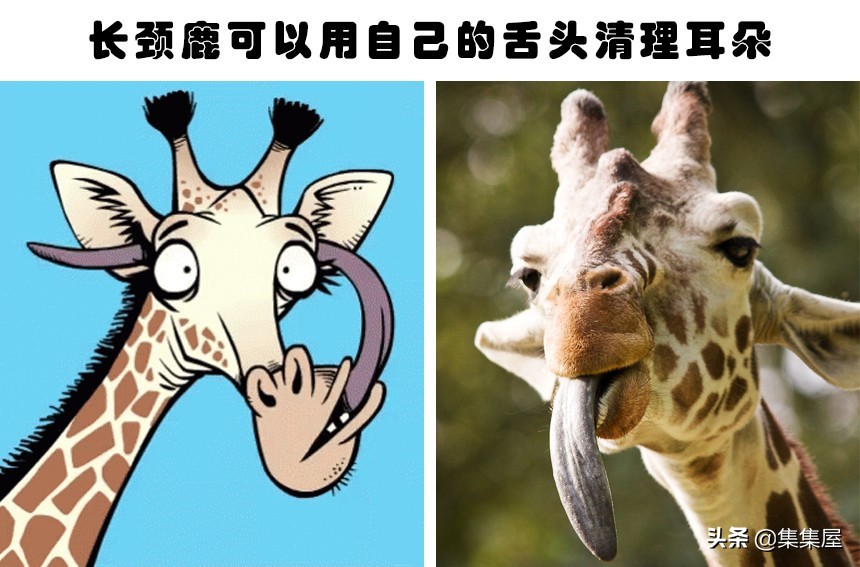 大自然中不常见的动物,关于大自然的动物百科