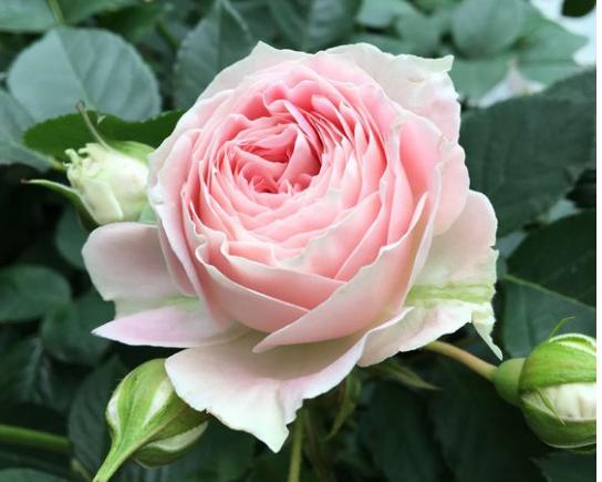 20种必买月季品种图片,网购月季有哪些品种好活