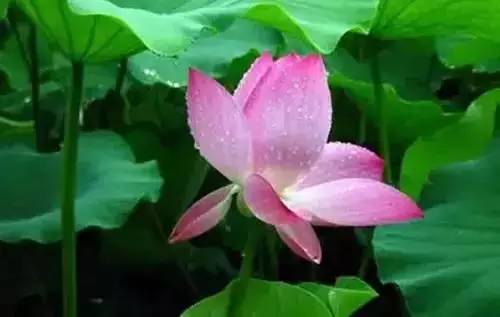 全国56个城市市花一览,56个市的市花