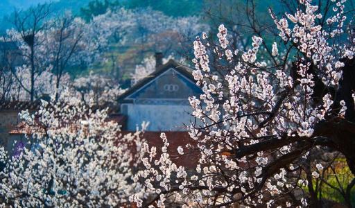 【春游庐江攻略】春暖花开庐江邀您共赴一场灼灼芳华之旅!