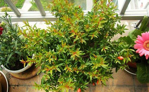 石榴盆景冬天修剪完后怎么养护,石榴盆景秋冬修剪不影响开花