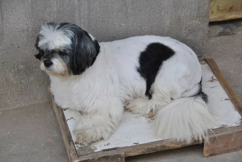 领养狗狗又反悔,领养狗后可以七天无理由吗