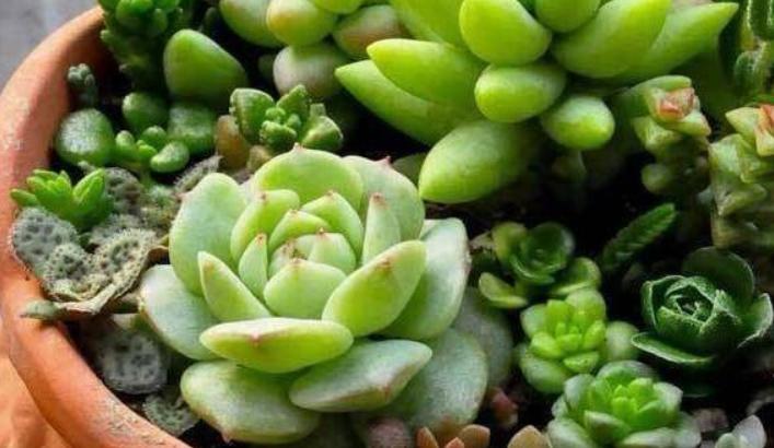 花草突然萎蔫后如何养护,花草黄叶枯萎怎么办