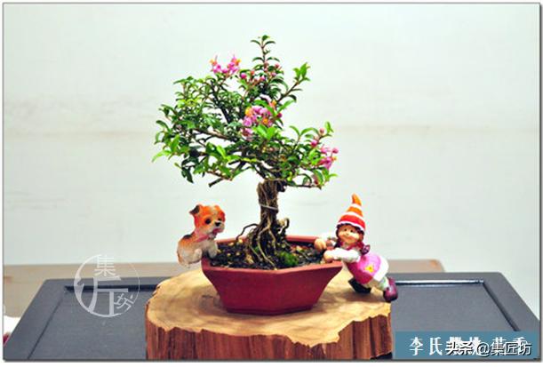 盆景李氏樱桃开花不结果,麻雀虽小五脏俱全小品