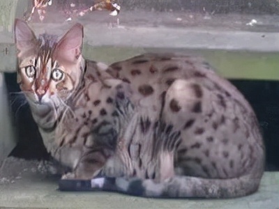 长着胡子的猫咪什么品种,有胡子的猫咪是哪种猫