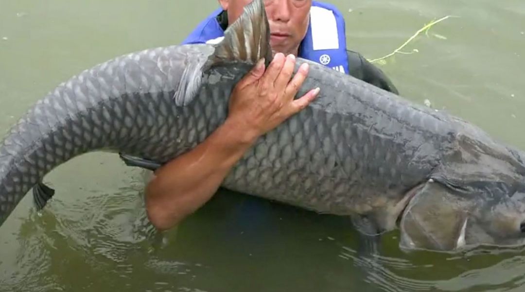 长江最重的鱼多重,长江里最大的鱼有多大