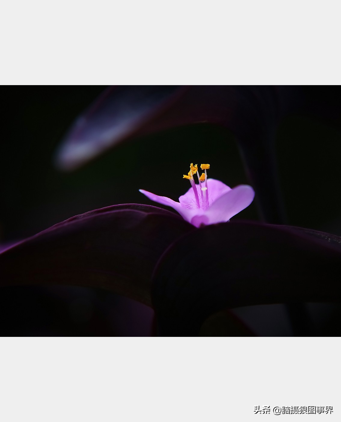 佳能rf24105f4和ef24105f4二代,佳能24105银圈镜头虚化效果