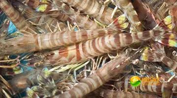 舟山海鲜代加工攻略,最全舟山海鲜攻略