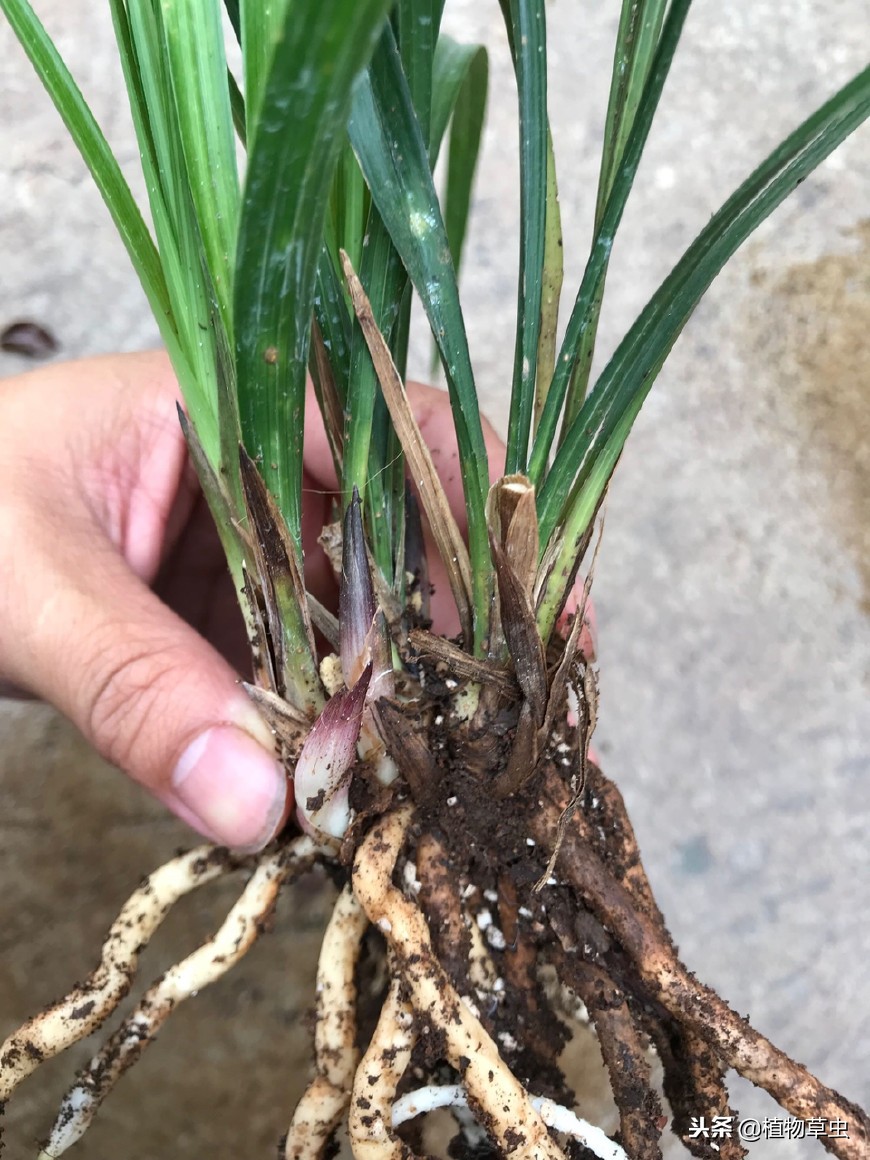 名贵兰花好养易活精品花苗盆栽,最适合贵州阳台种植的兰花