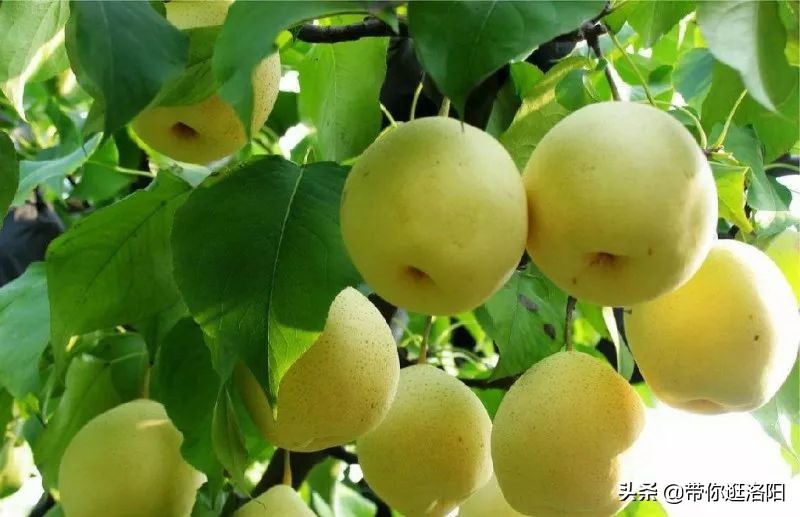 孟津5月采摘园哪个比较好,洛阳采摘攻略