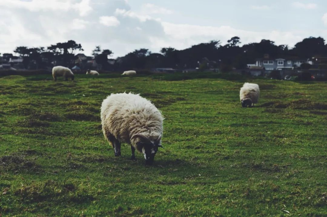 美国西海岸（碰撞）古巴哈瓦那