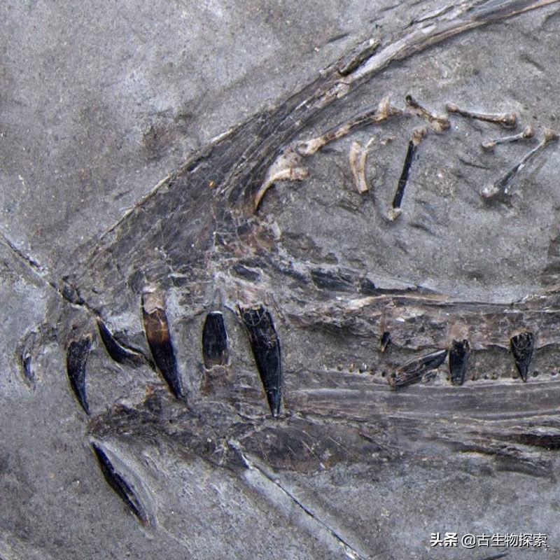 侏罗纪世界翼龙品种,侏罗纪翼龙是肉食还是草食