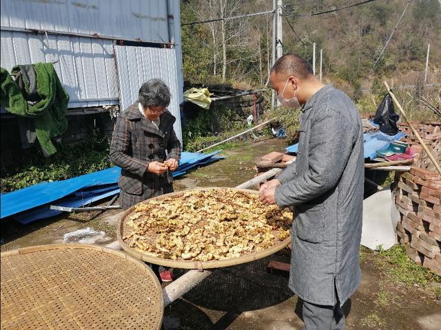四明山哪里有山黄精,上方山三宝之一黄精