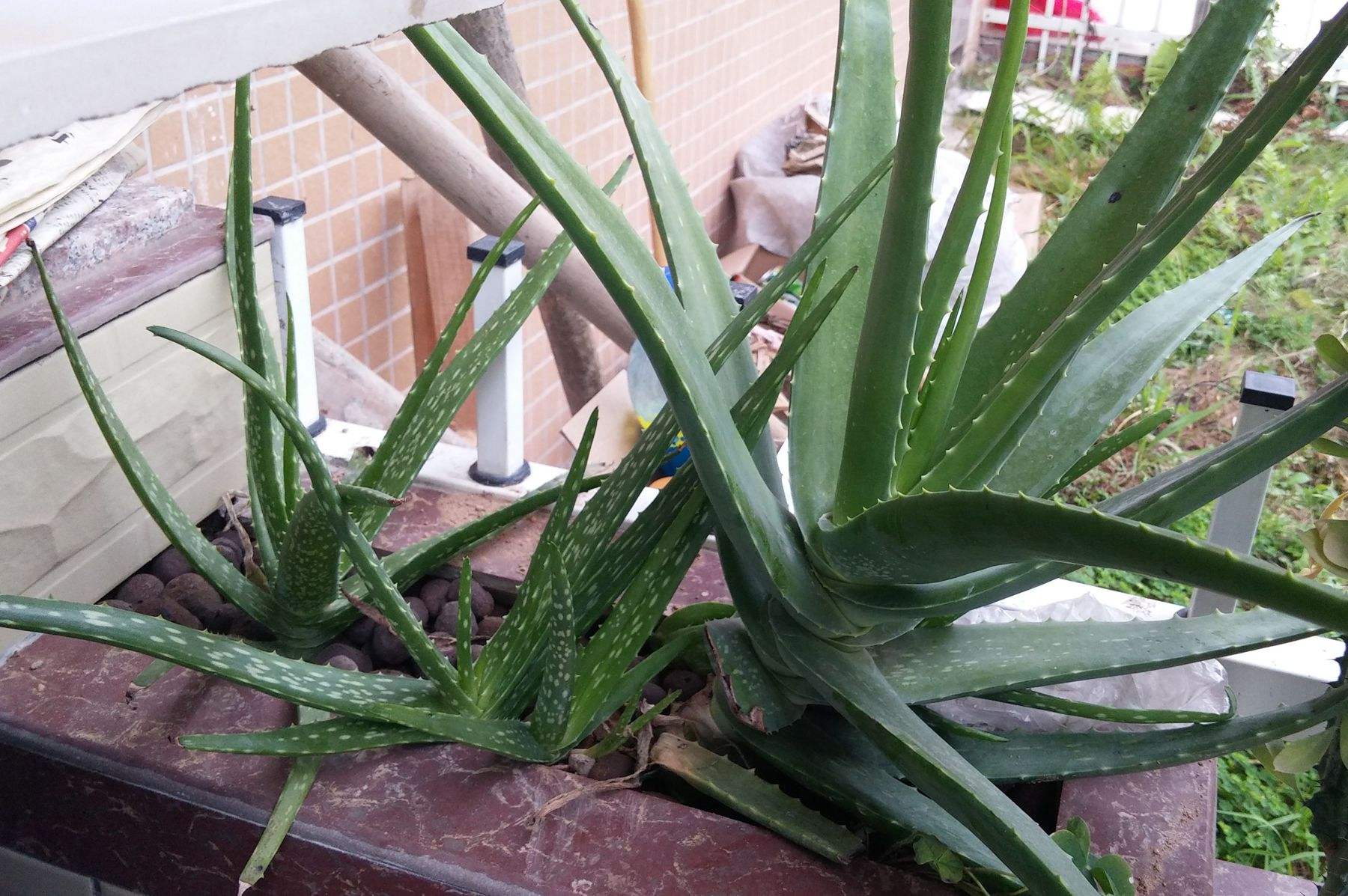 芦荟施肥春夏秋冬,芦荟正确的施肥方法