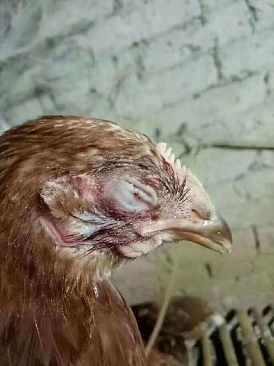 鸡眼睛肿是什么病喂什么药,大鸡眼睛睁不开还发肿怎么回事