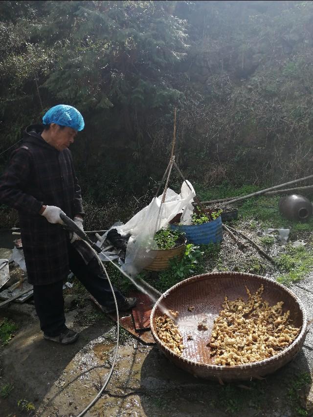 四明山哪座山上有黄精,四明山哪里有山黄精
