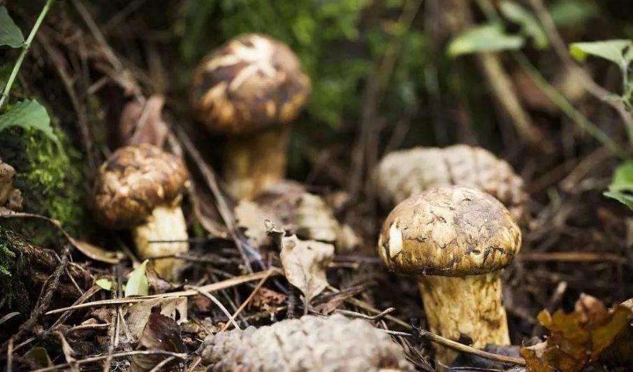 松茸在日本怎么吃,松茸一般怎么吃比较好