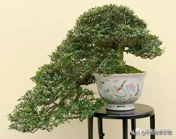 日本盆景巨匠木村正彦作品全程 (木村正彦盆景作品)