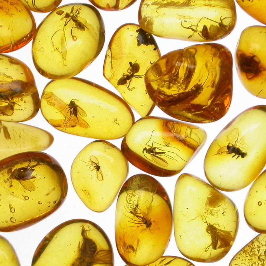 欧洲波兰琥珀,波兰琥珀特产