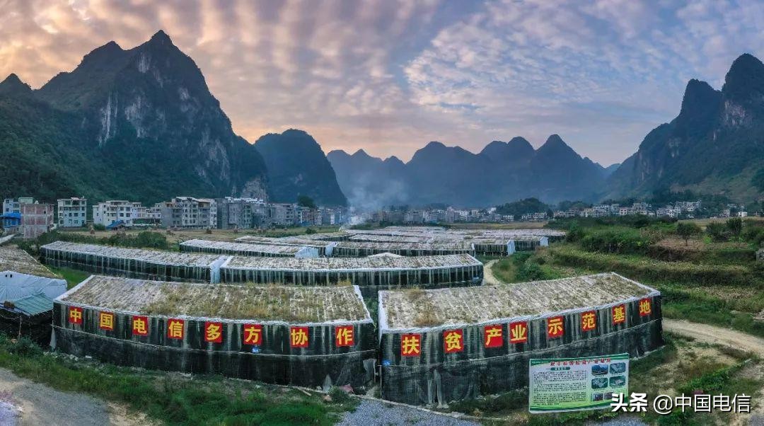 姬松茸撑起“致富伞”，特色产业种出新希望