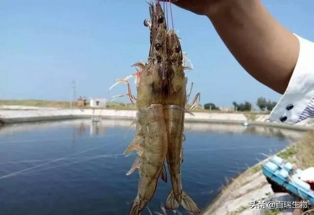 怎样让对虾顺利转肝,对虾转肝期管理要点