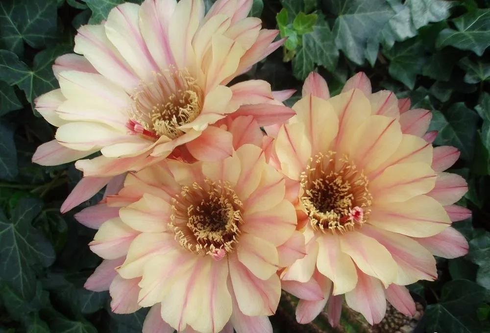 100种仙人球花图片,100种仙人球的品种视频