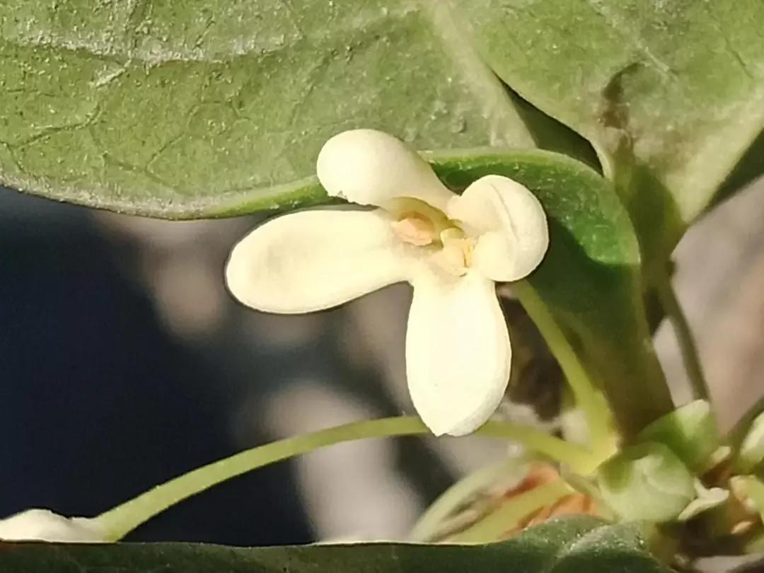 人睡着后不盖被子会着凉吗,人睡觉时为什么要枕枕头