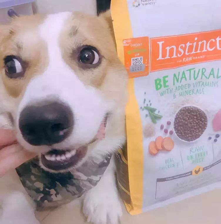 家有狗子,家有狗子视频完整版