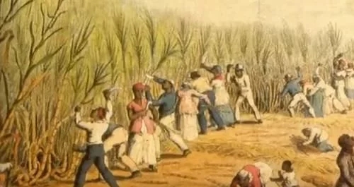 堪比黄金的蔗糖，只有贵族才能享用，欧洲为了蔗糖的血腥奴役