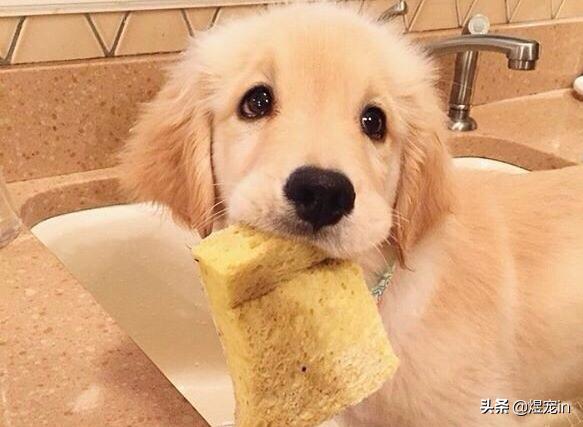 金毛舌头红红的怎么回事,金毛狗狗脚毛变红怎么回事