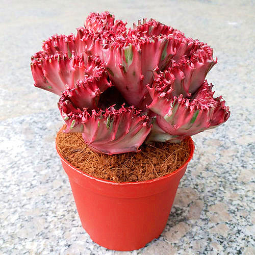 彩春峰的风水寓意,彩春峰的品种怎么养