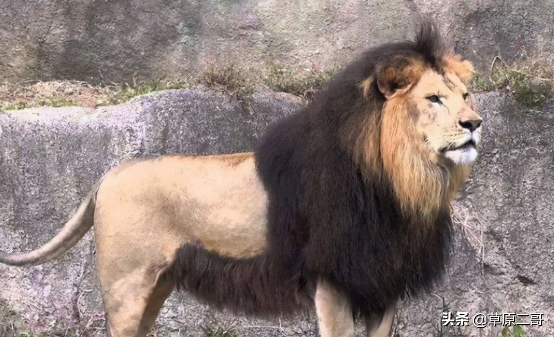 顶呱呱知识科普,顶呱呱科普小知识动画