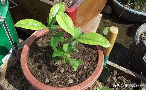 栀子花烂根最好的处理方法,栀子花烂根怎么补救最快最有效