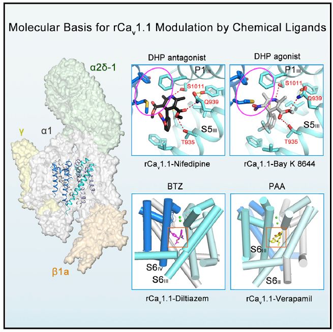 冷冻电镜最新研究,冷冻电镜研究成果涌现
