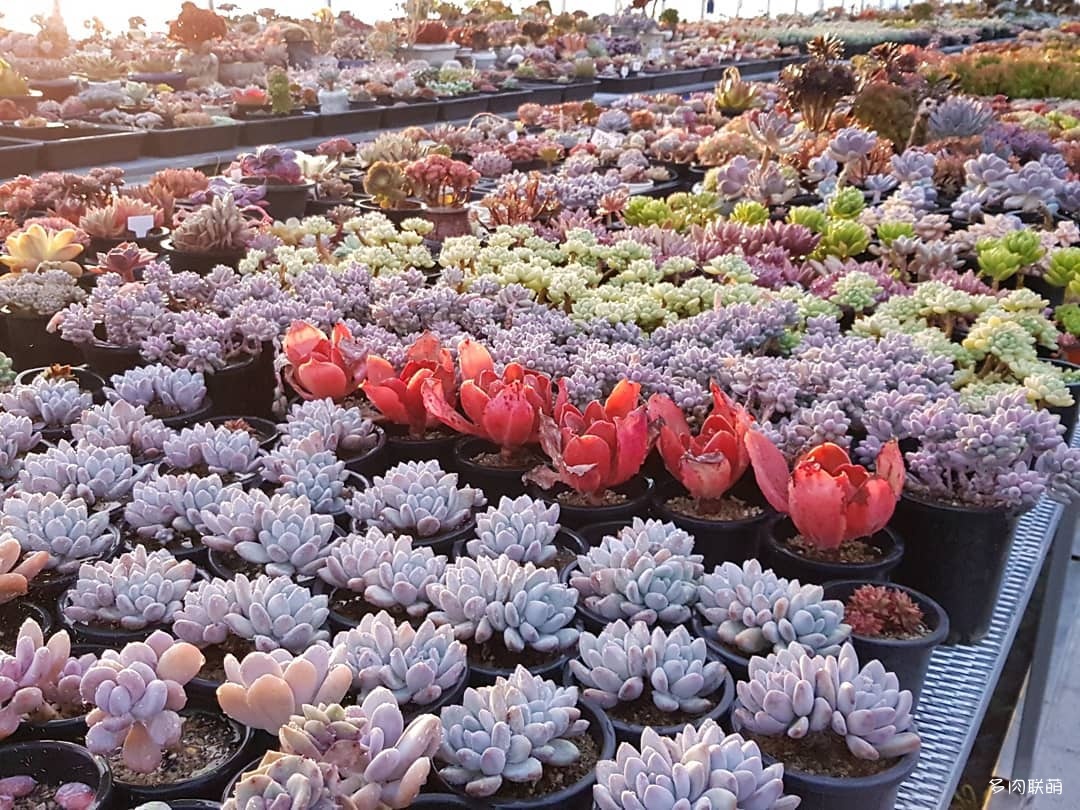 韩国大棚多肉,肉叔带你走遍韩国多肉大棚