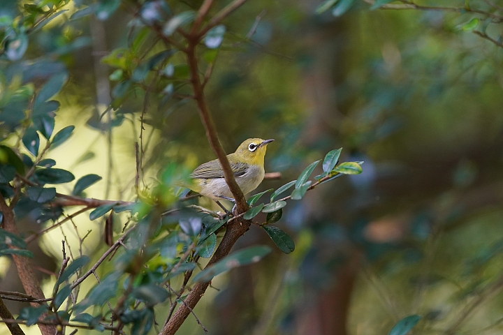 索尼fe50mmf2.5gm测评,索尼fe24f1.4gm大师镜头评测