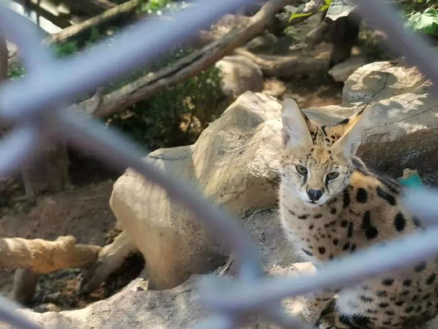 网友路过看到自己的猫,路人看到别人家的猫