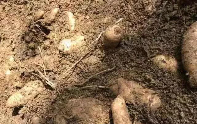 黔东南春节游玩推荐,隐藏在黔东南的世外桃源