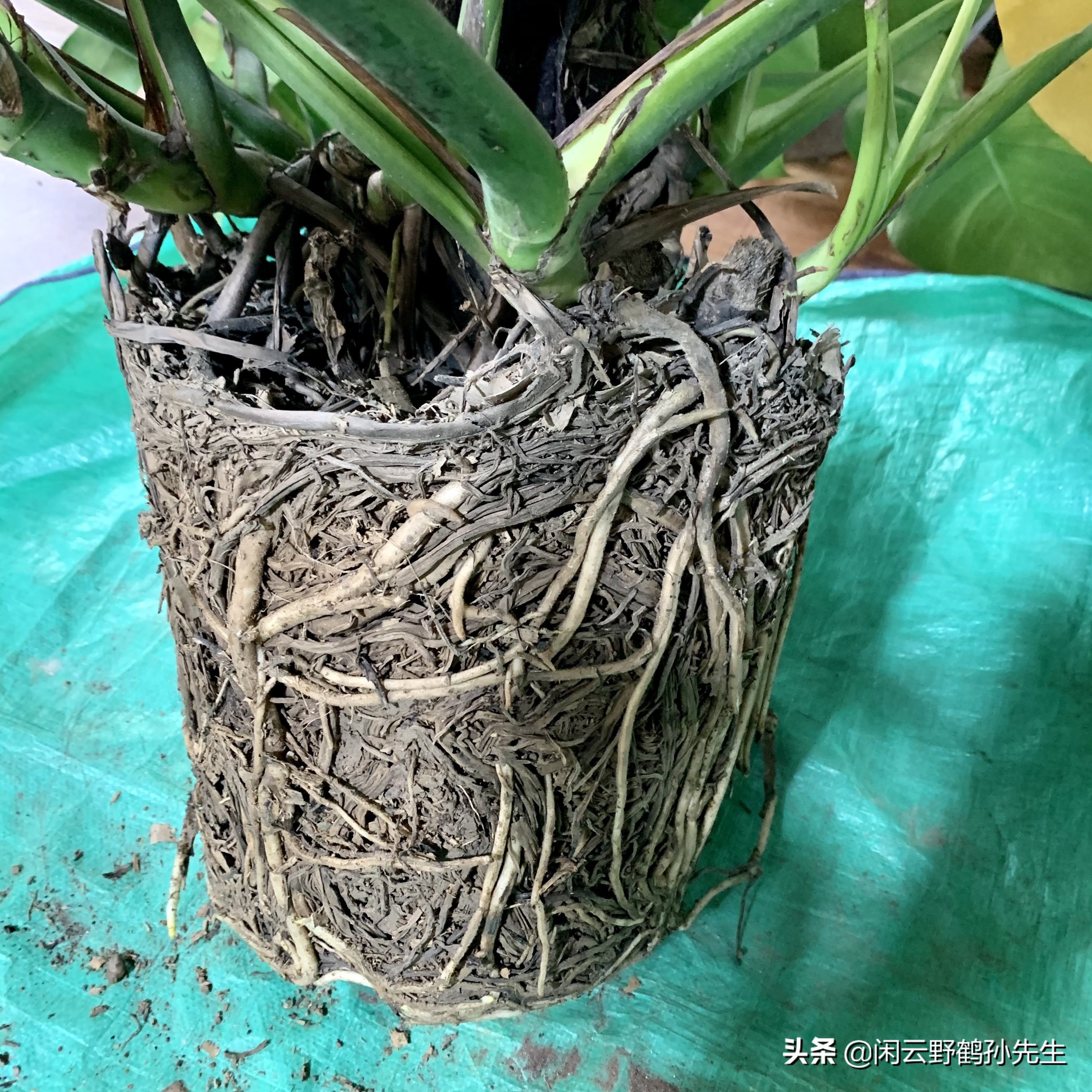 龟背竹小盆栽养殖方法,龟背竹怎么换盆后才能开花