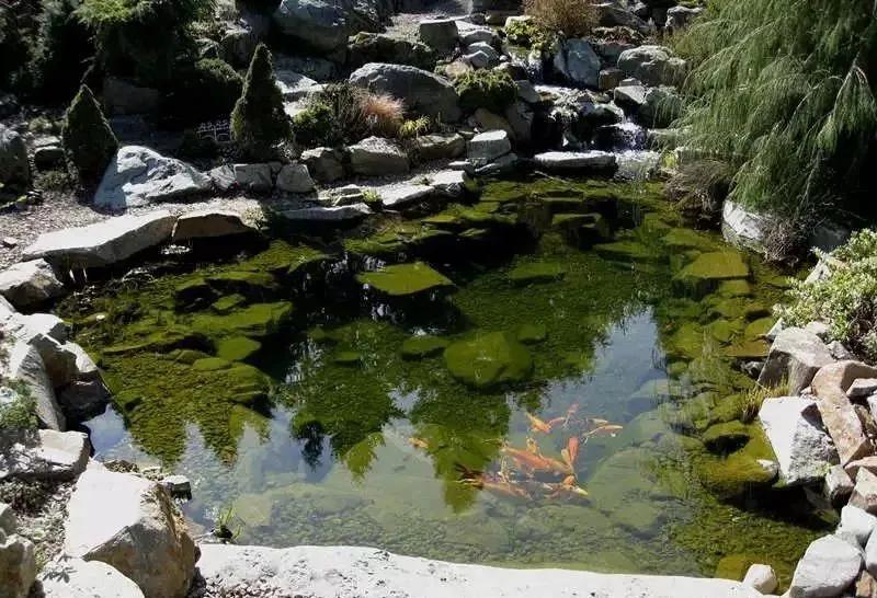 锦鲤池怎么过滤好,锦鲤池过滤池可以养什么